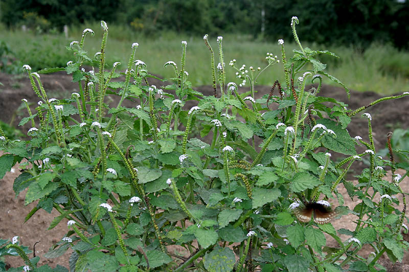 Indian turnsole(Heliotropium indicum L.)